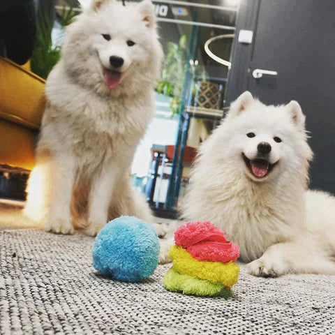 Vrolijke hond speelt met de automatische speelbal, genietend van actief en stressverlagend hondenspeelgoed.