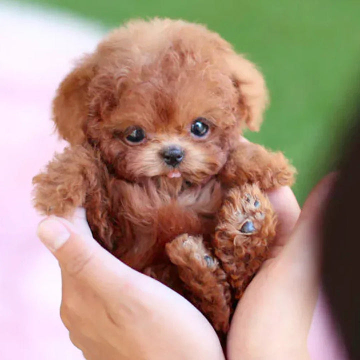 Interactieve pluche puppy met realistische bewegingen en zachte vacht, bruin-wit, voor emotioneel comfort.
