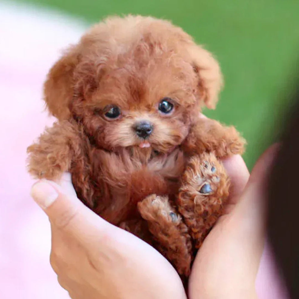 Interactieve pluche puppy met realistische bewegingen en zachte vacht, bruin-wit, voor emotioneel comfort.