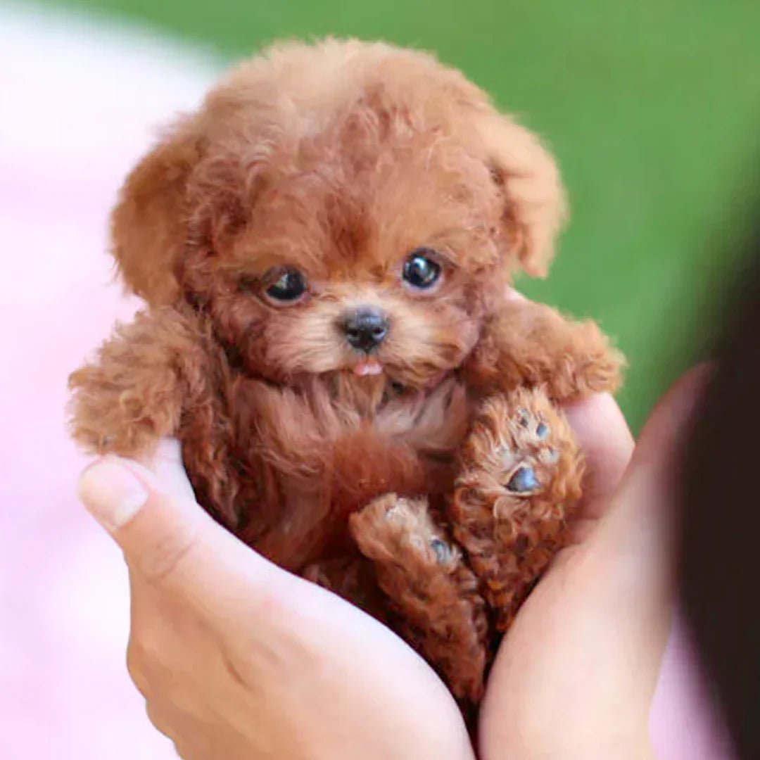 Interactieve pluche puppy met realistische bewegingen en zachte vacht, bruin-wit, voor emotioneel comfort.