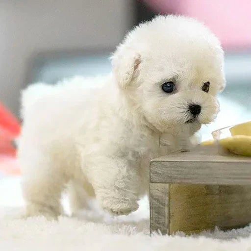 Interactieve pluche puppy met realistische bewegingen en zachte vacht, bruin-wit, voor emotioneel comfort.