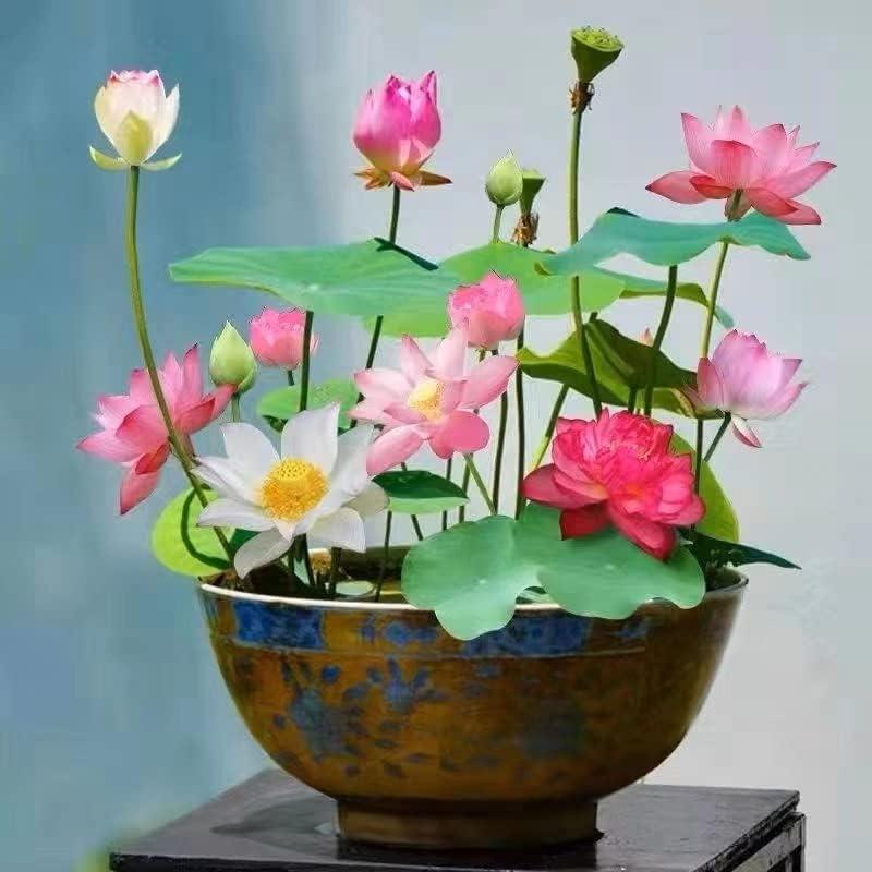 Kleurrijke bonsai lotus zaden voor vijver en balkon; creëer een prachtige watertuin.