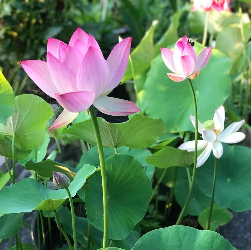 Gemengde kleuren lotus zaden, perfect voor een levendige watertuin, vijver of als balkonplant.