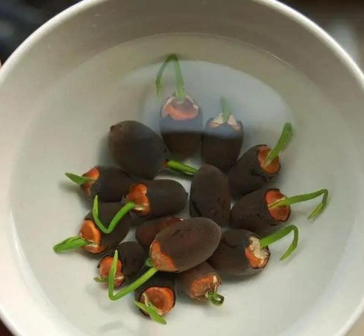 Makkelijk te kweken waterplanten: kleurrijke lotus zaden voor een bloeiende tuin of balkon.