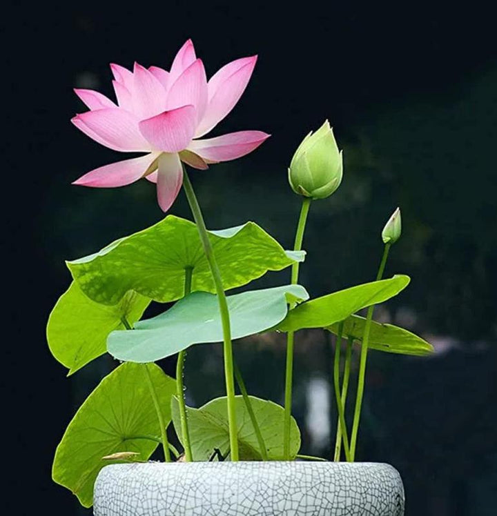 Hoogwaardige bloemen zaden: kweek prachtige gemengde kleuren lotus voor uw vijver of balkon.