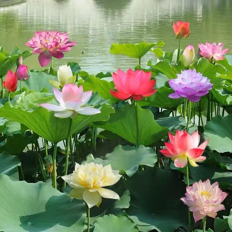 Tuin decoratie met lotus zaden; transformeer uw ruimte met deze makkelijk te kweken waterplanten.