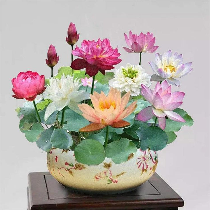 Deze bonsai lotus zaden van gemengde kleuren zijn ideaal als vijverplanten of voor op balkon.