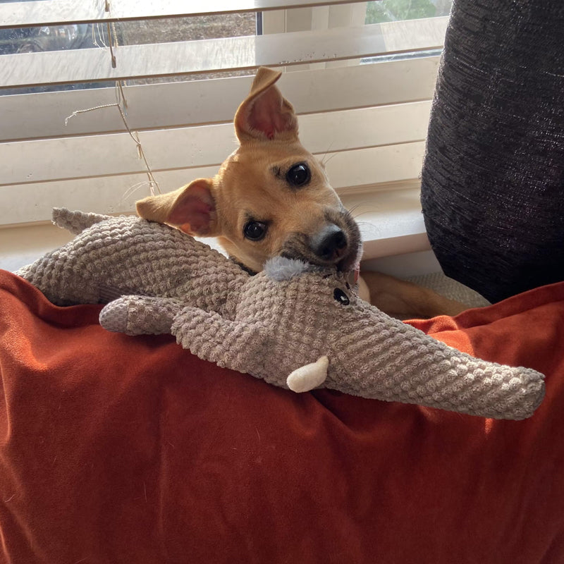Duurzaam hondenspeelgoed van stof, olifantenontwerp, robuust voor sterke kauwers, bevordert tandverzorging, ideaal voor alle honden.