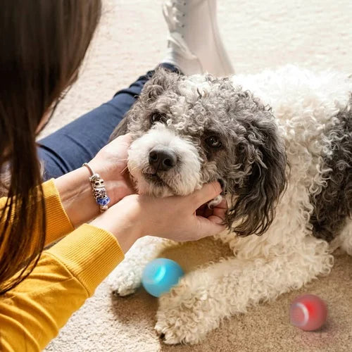 Zelfbewegende, oplaadbare Power Ball voor katten en honden, Aqua Groen, interactief huisdierspeelgoed.