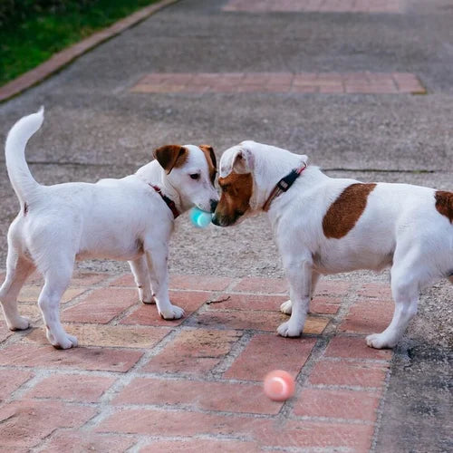 Zelfbewegende, oplaadbare Power Ball voor katten en honden, Aqua Groen, interactief huisdierspeelgoed.