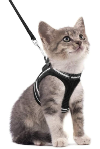 Comfortabel AdventureKit kattentuigje met lijn; veilig, anti-trekken, voor actieve katten buiten.