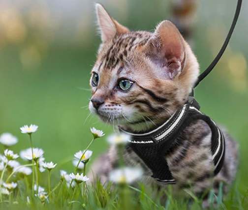 Verstelbaar reflecterend kattentuigje & riem voor veilig wandelen met je kat, anti-trekken.